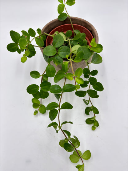 Peperomia Rotundifolia