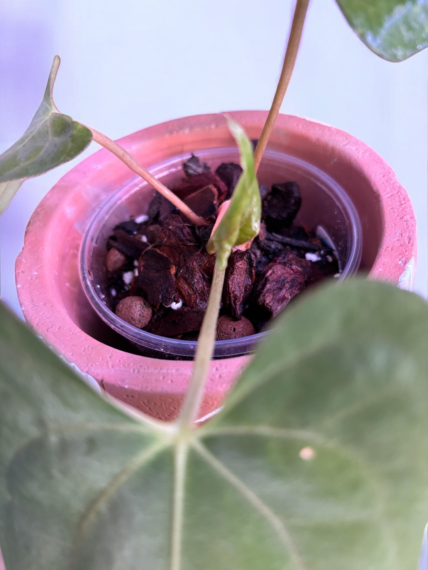 Anthurium Fort Sherman X Dark Phoenix