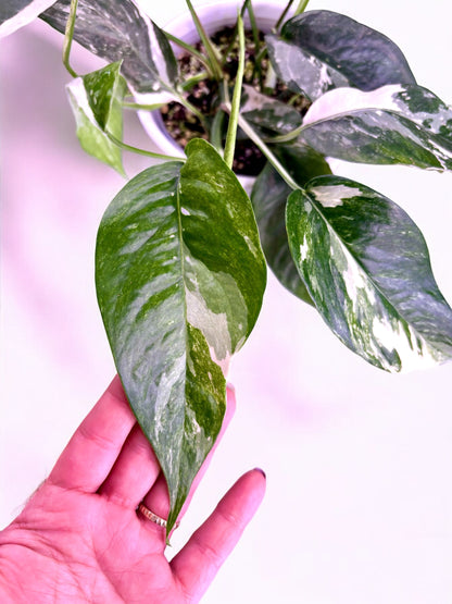 Epipremnum Pinnatum Variegata