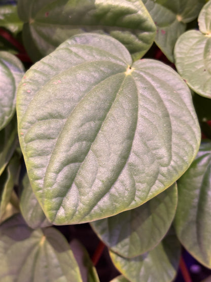 Peperomia Rana Verde