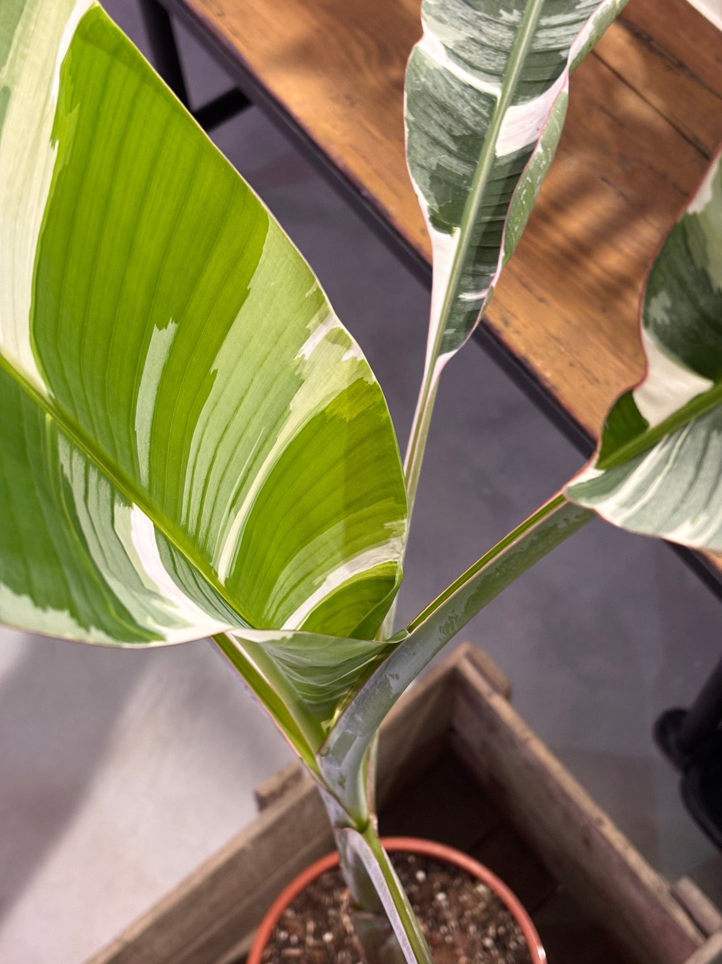 Musa Florida Variegata