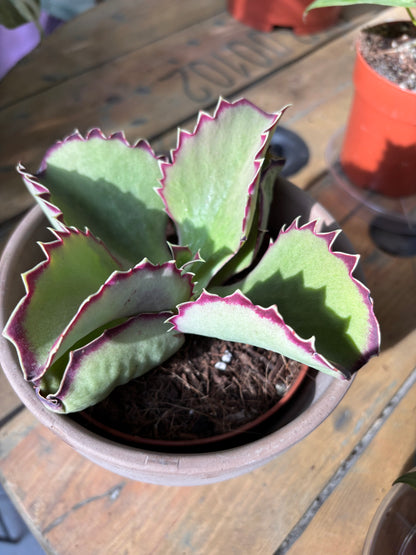 Kalanchoe Synsepala
