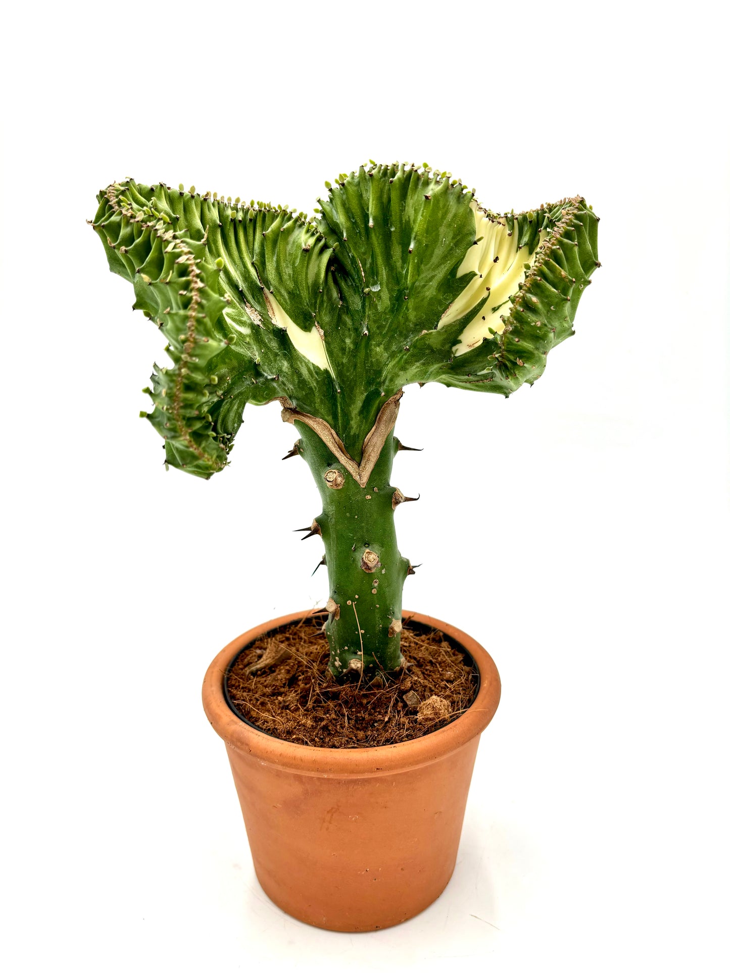 Euphorbia Lactea Cristata