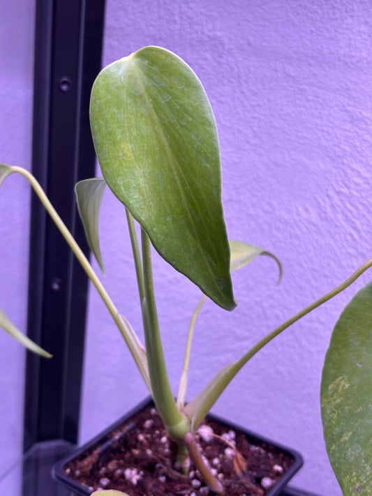 Monstera Burle Marx Flame