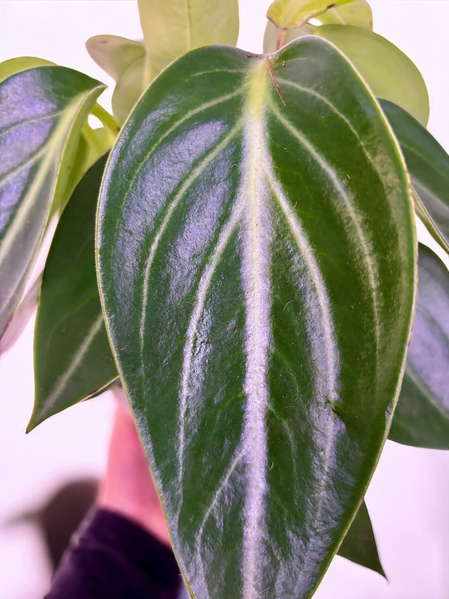 Peperomia Vanilla