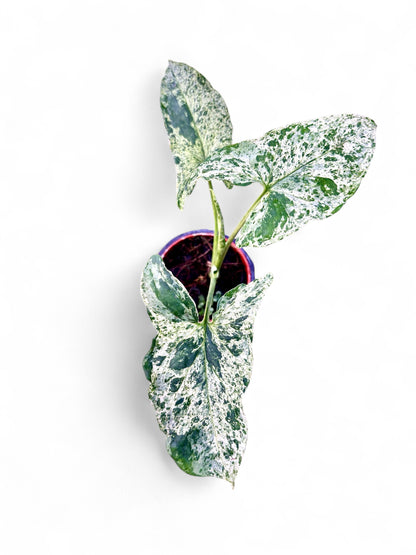 Syngonium Mottled ‘Mojito’