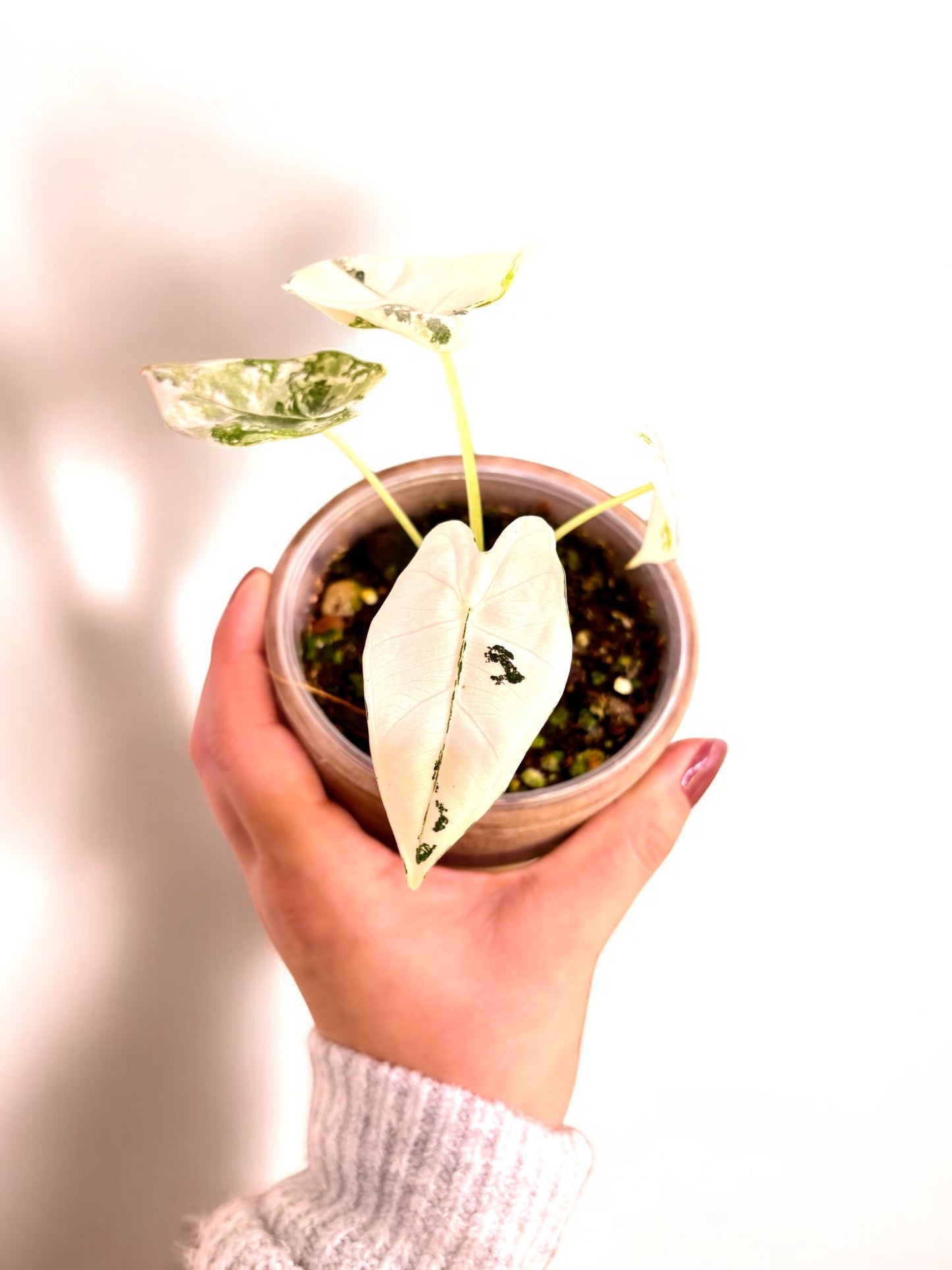 Alocasia Mich. Frydek Variegata