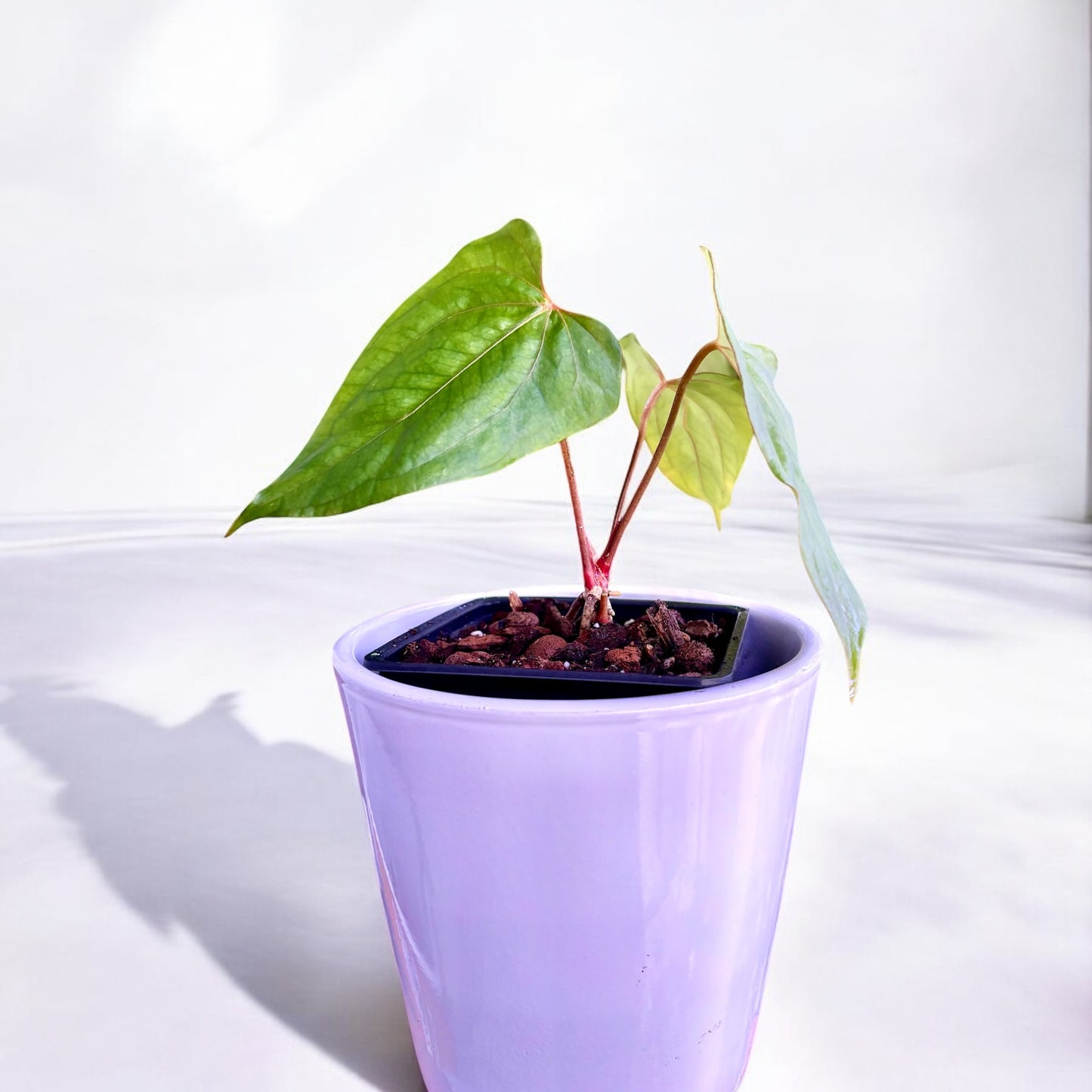 Anthurium Papillilaminum Red Steam X Papillilaminum Dark Form