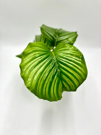 Calathea Orbifolia