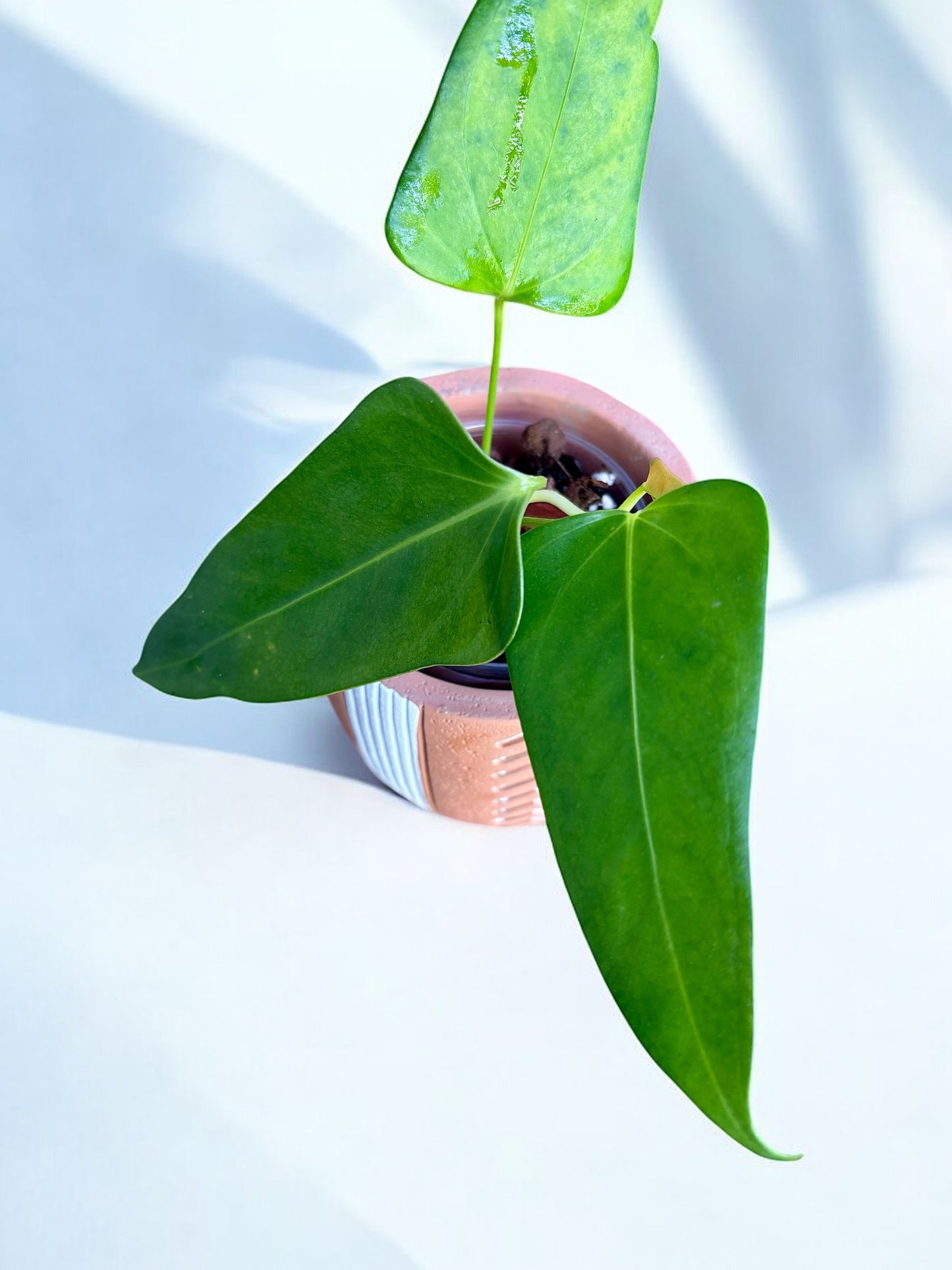 Anthurium Subsignatum