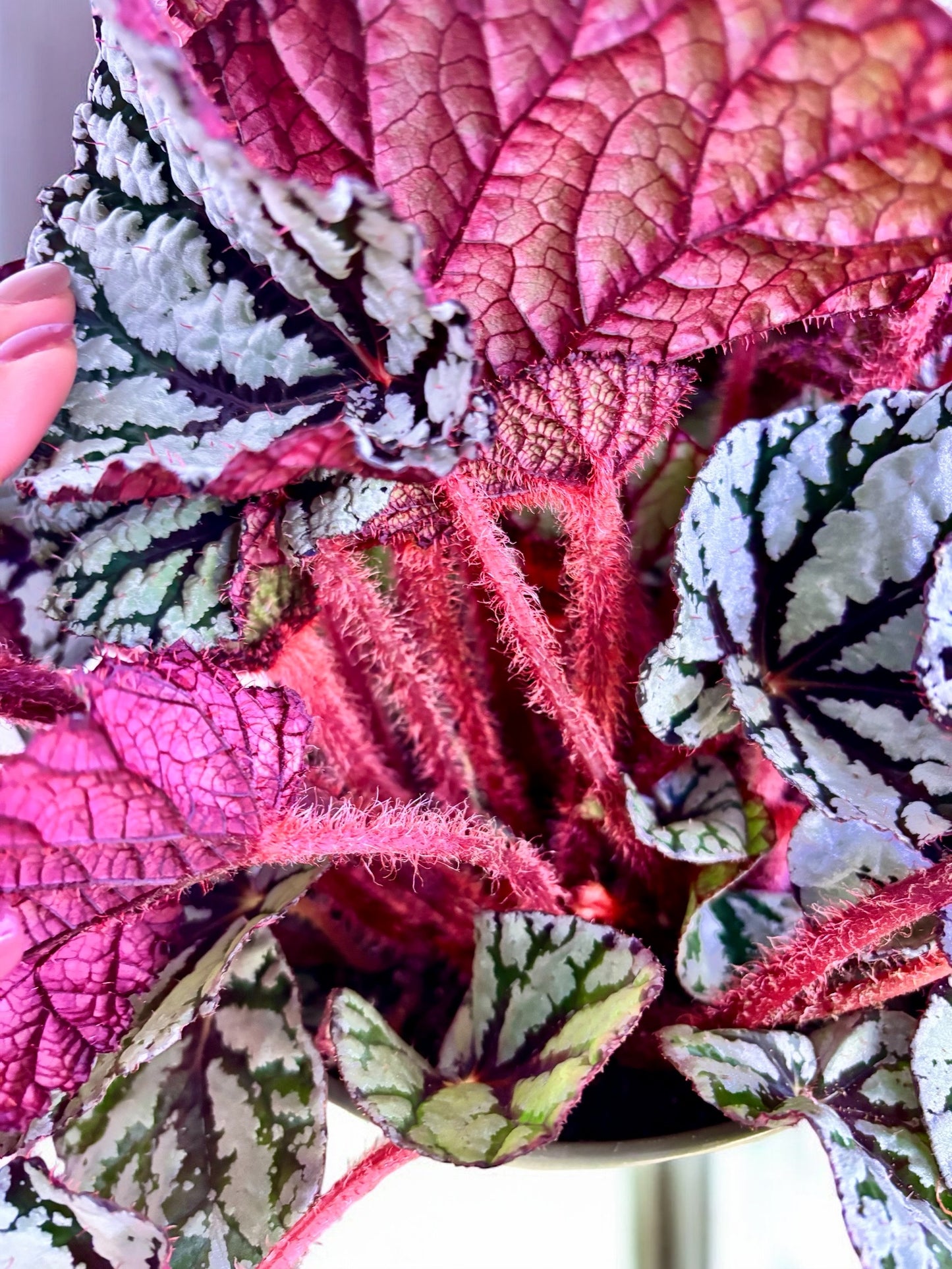 Begonia Rex Fedor