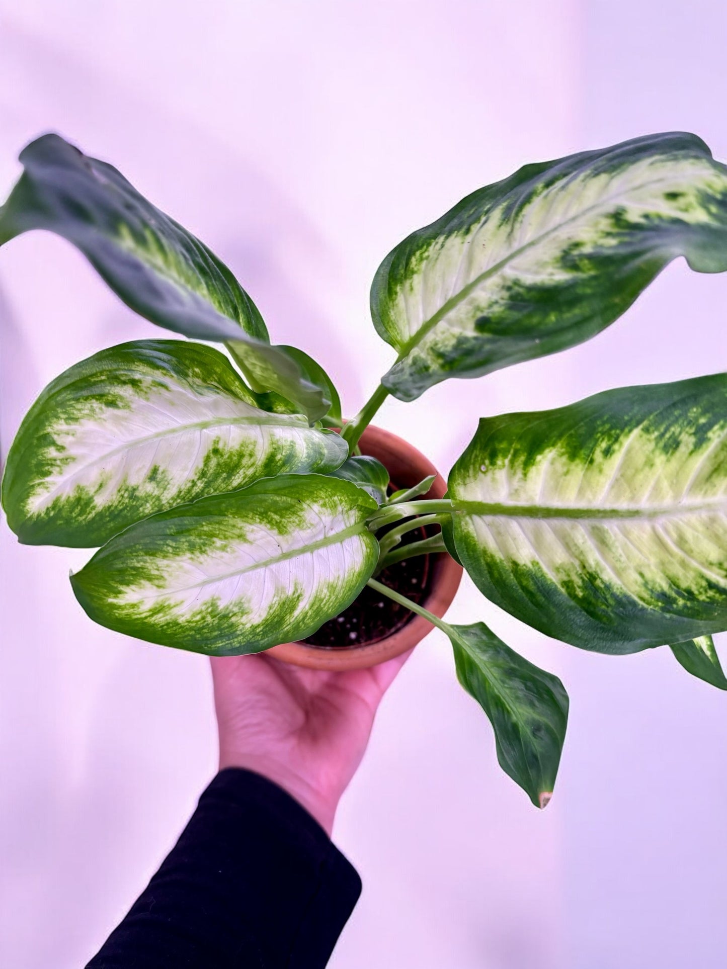 Dieffenbachia 'Camilla'