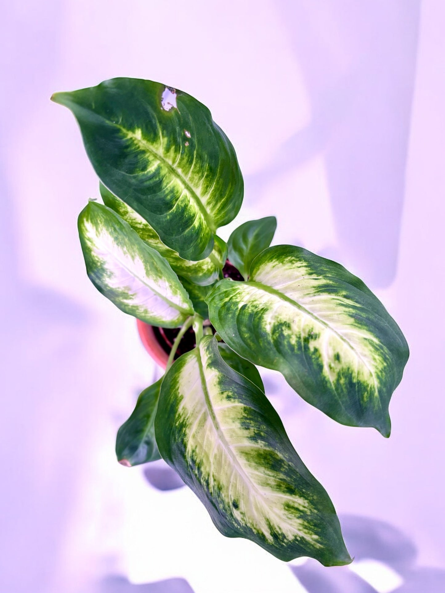 Dieffenbachia 'Camilla'