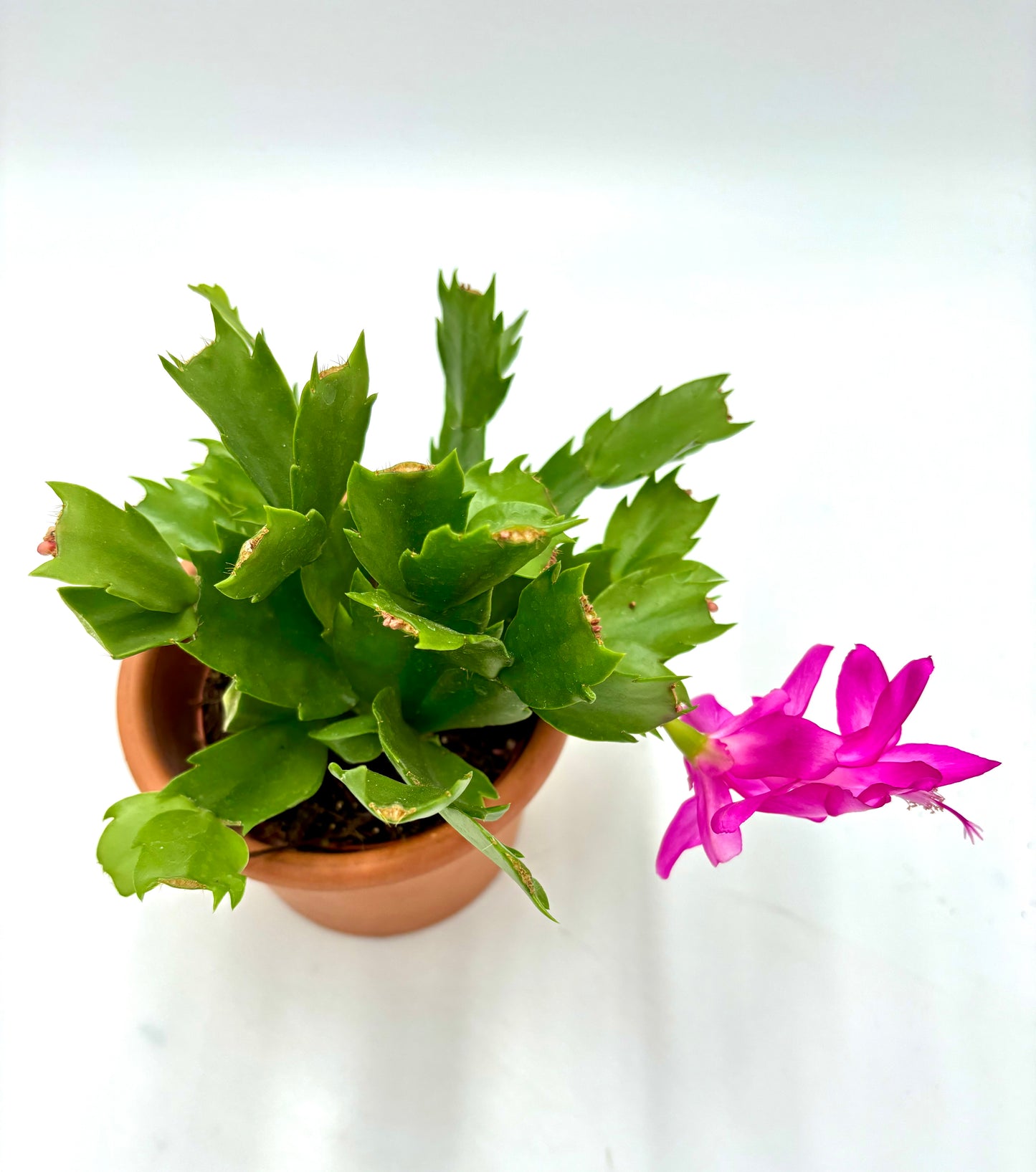 Schlumbergera ‘Cactus de Navidad`