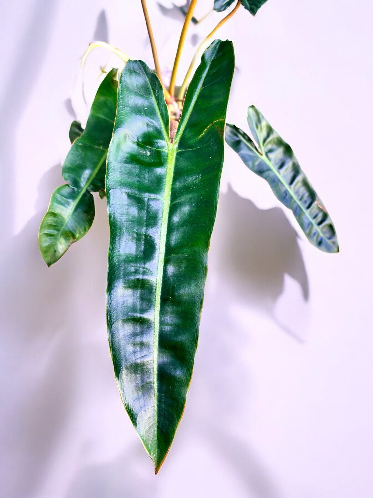 Philodendron Billietiae