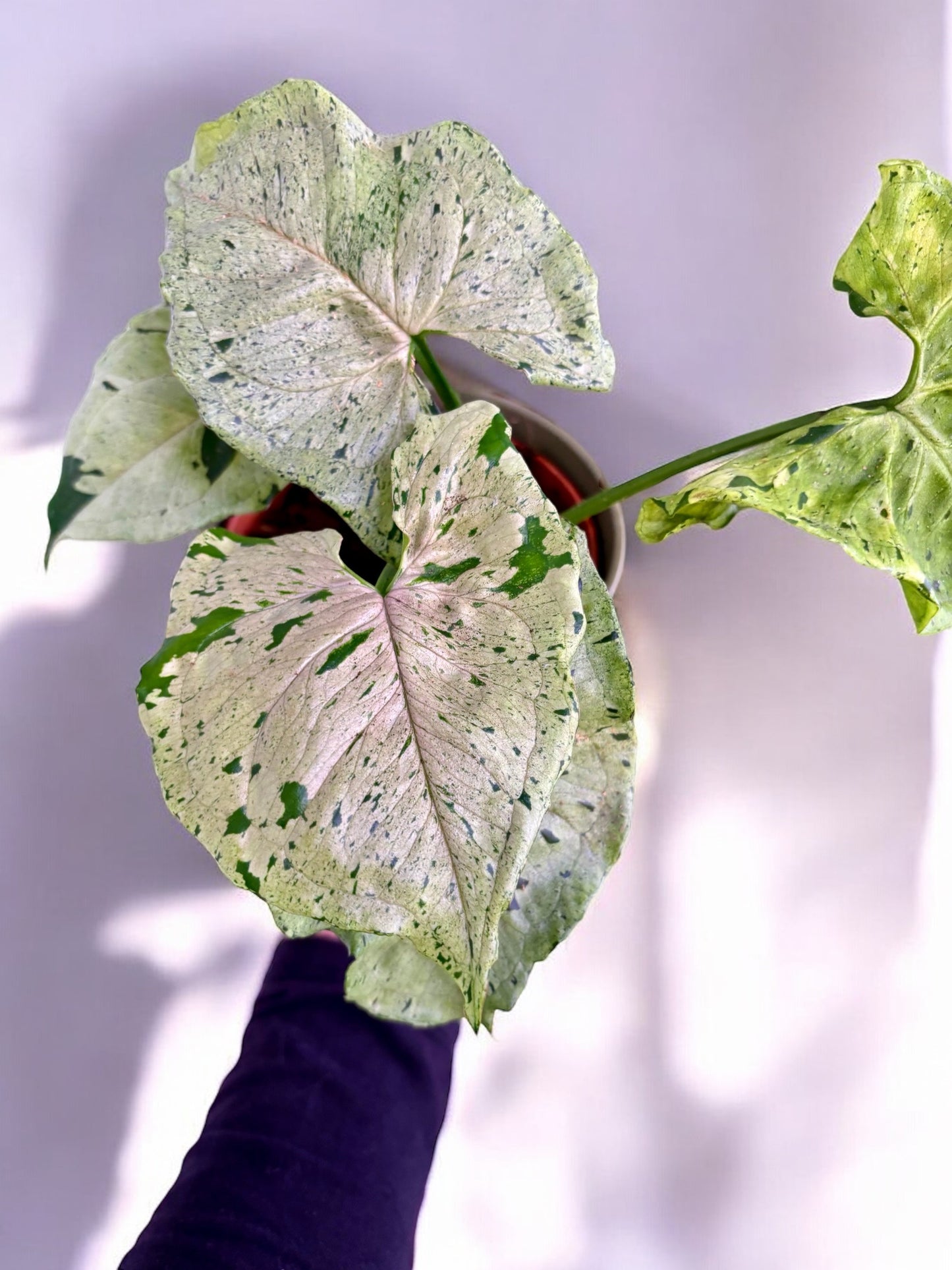 Syngonium Grey Ghost