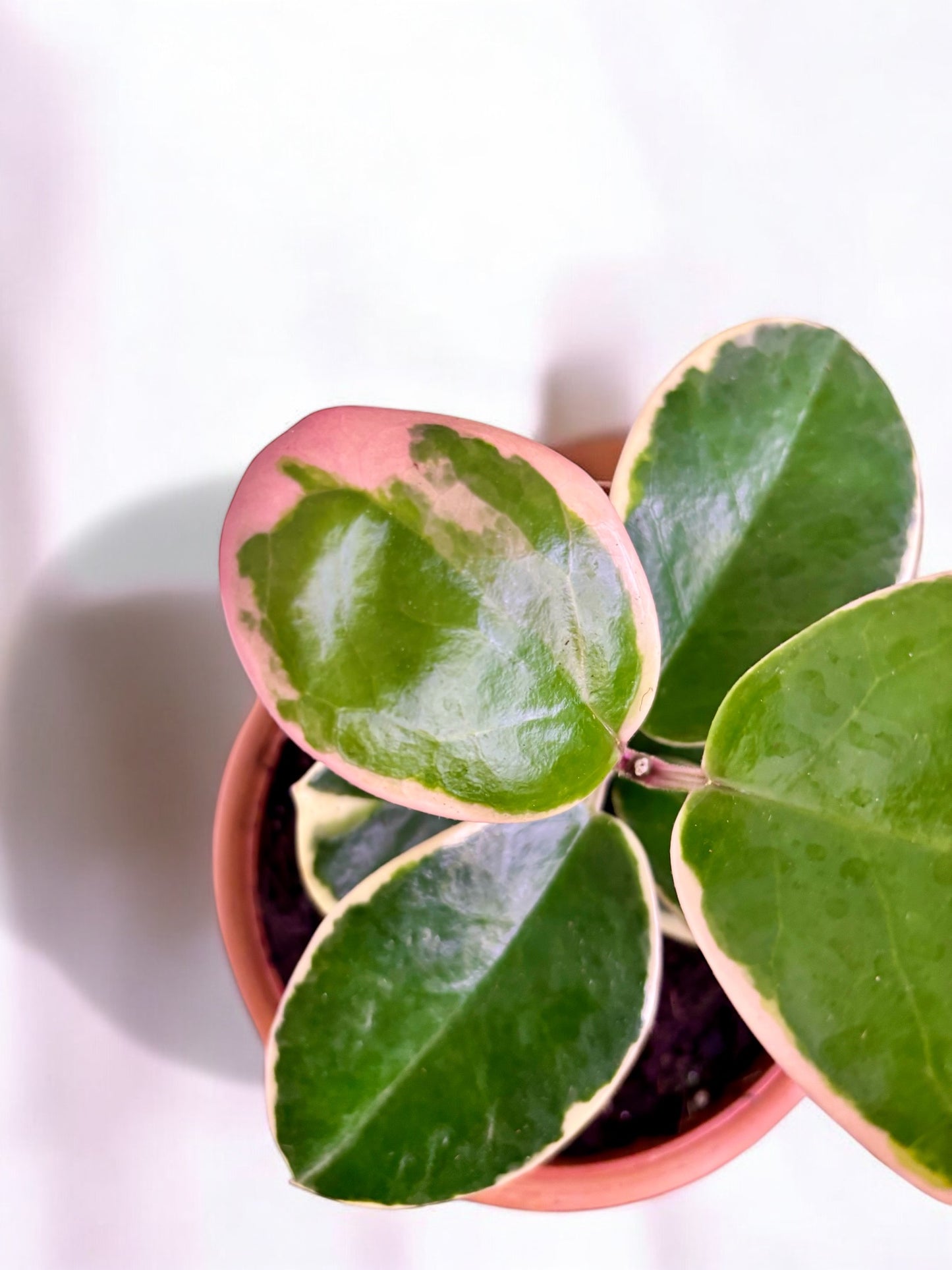 Hoya Australis Blondie