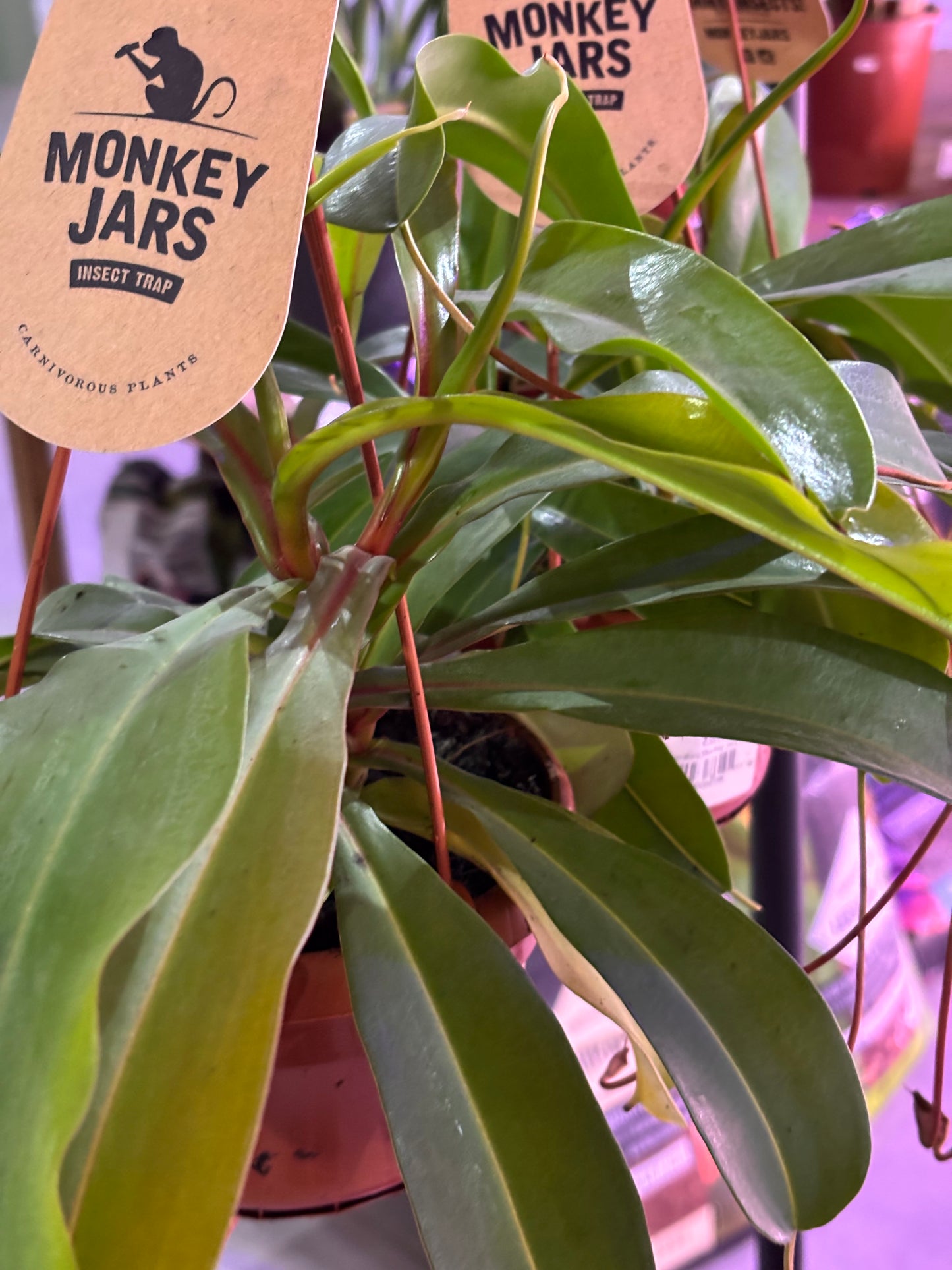 Nepenthes Monkey Jars Diana