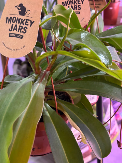 Nepenthes Monkey Jars Diana