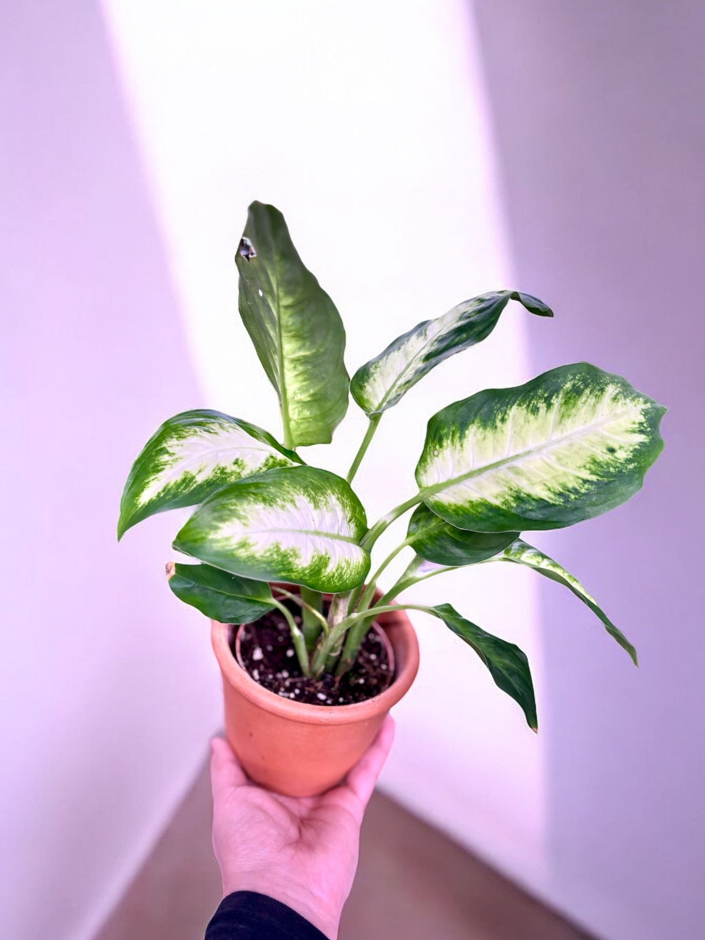 Dieffenbachia 'Camilla'