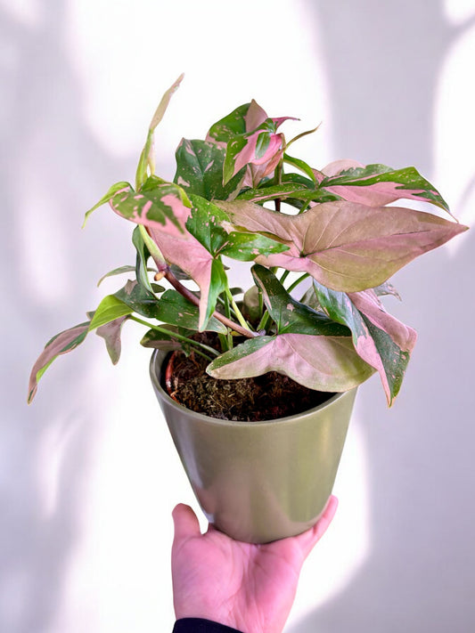 Syngonium Podophyllum Pink Splash