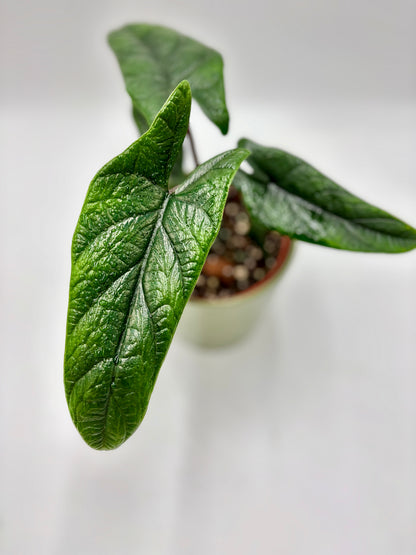 Alocasia scalprum