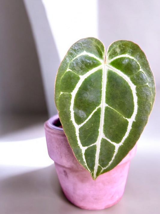 Anthurium Crystallinum