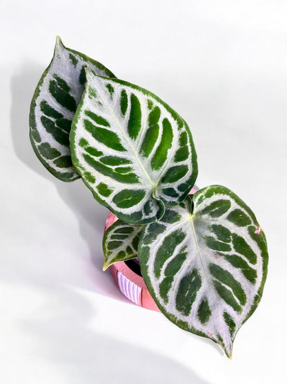 Anthurium Dorayaki Silver