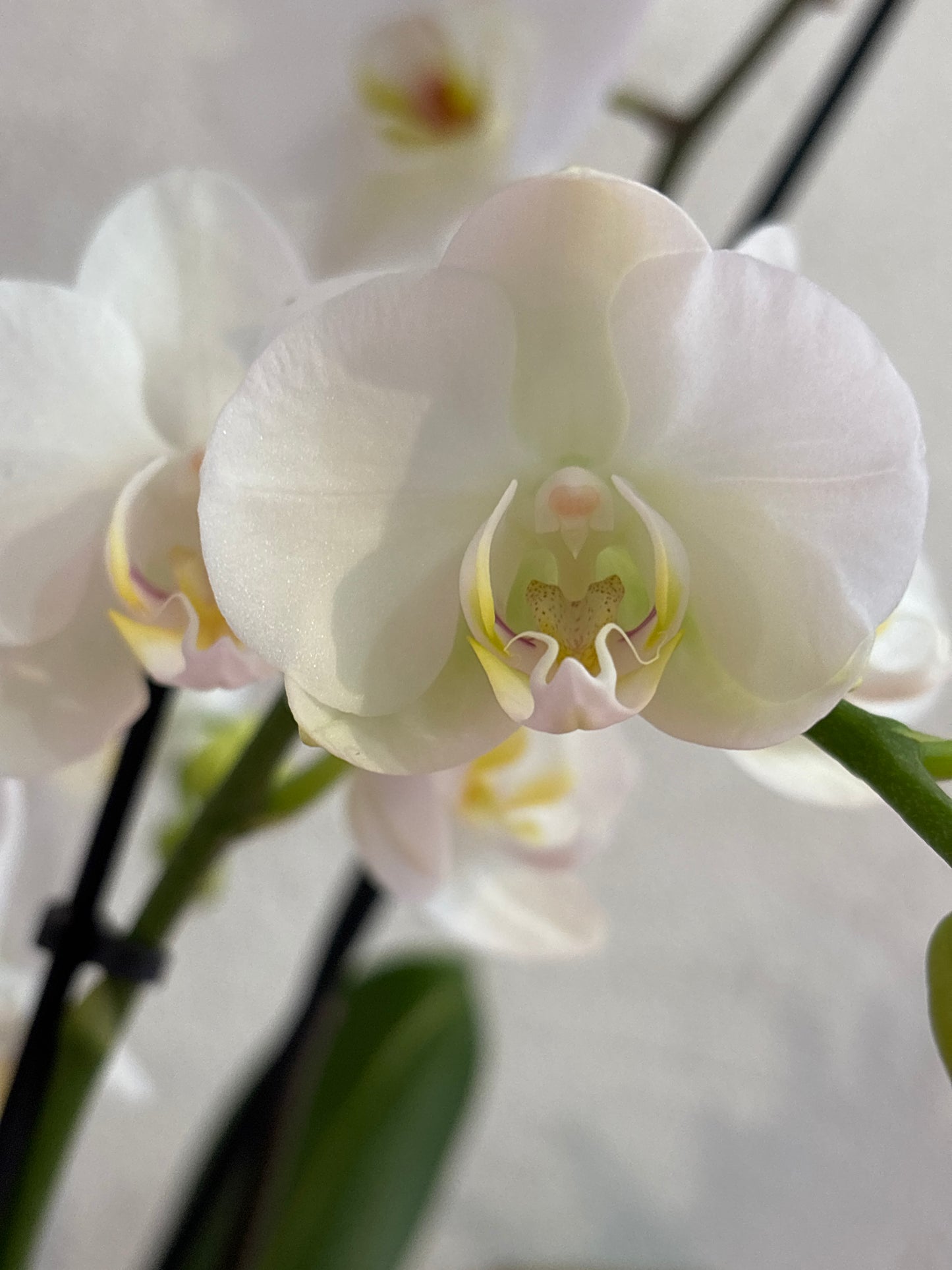 Orquídea Phalaenopsis Multiflora Dos Varas Florales