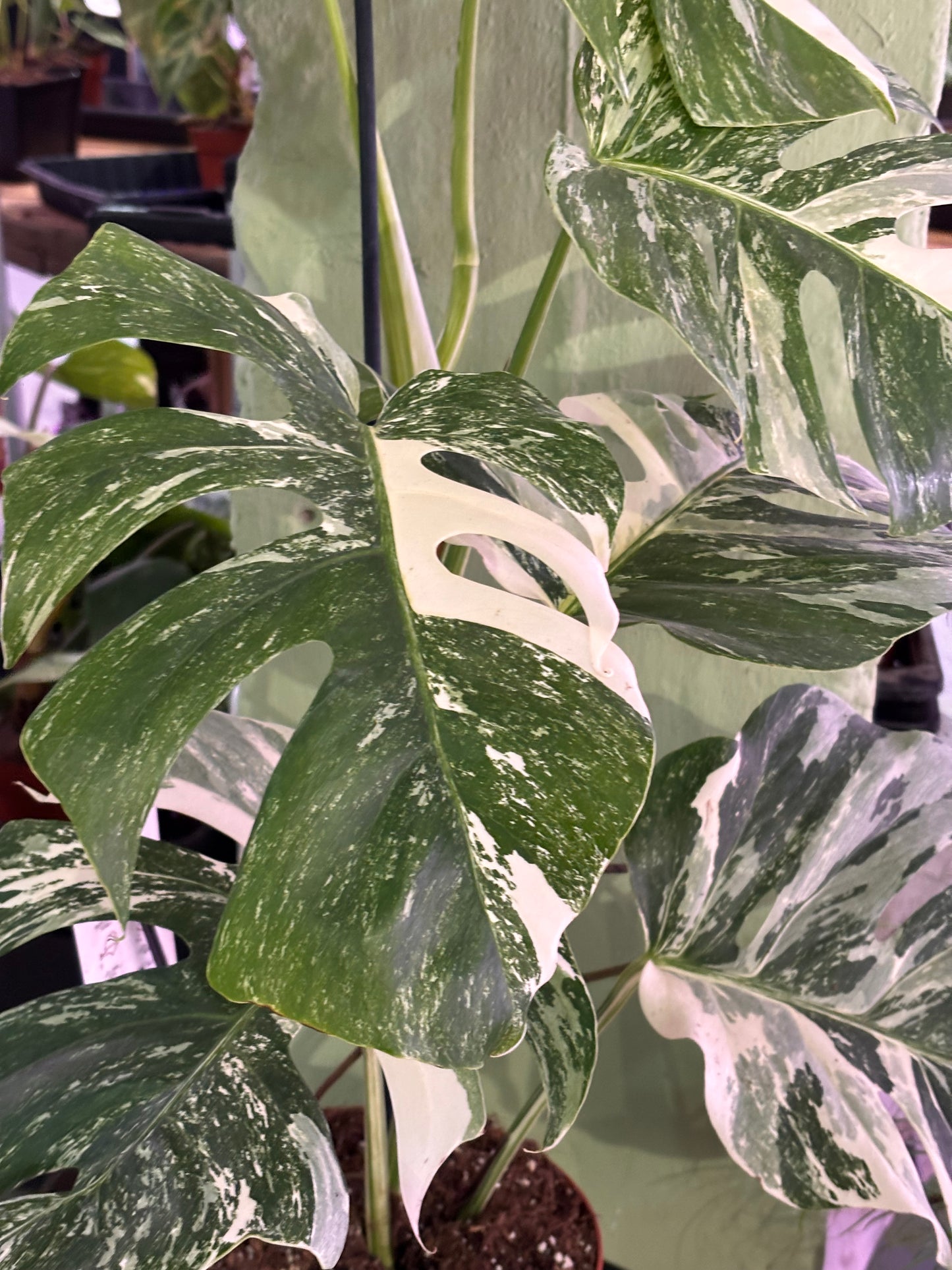 Monstera Deliciosa Albo Variegada