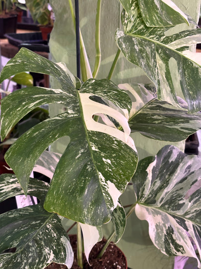 Monstera Deliciosa Albo Variegada