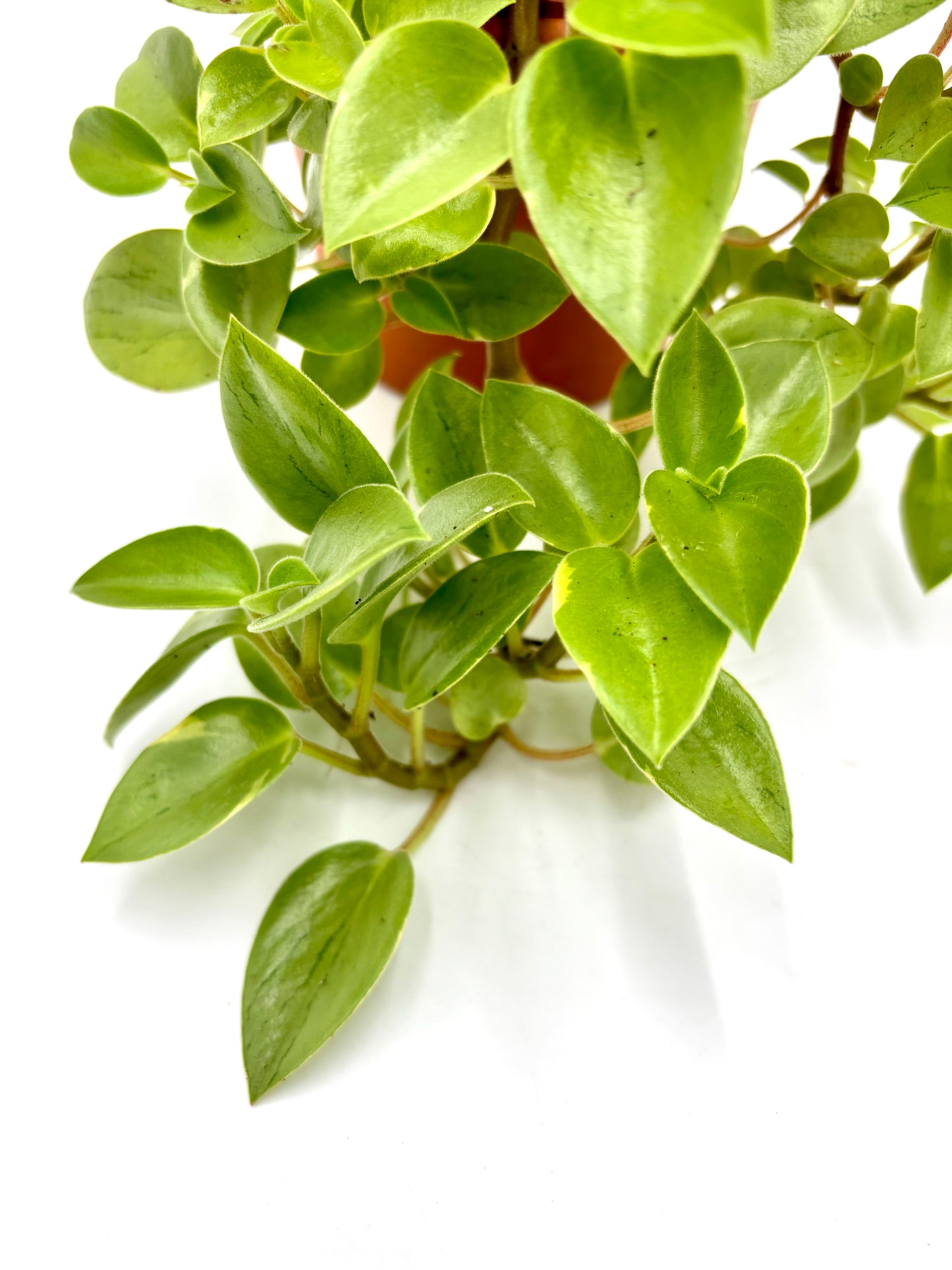 Peperomia Pixie Lime