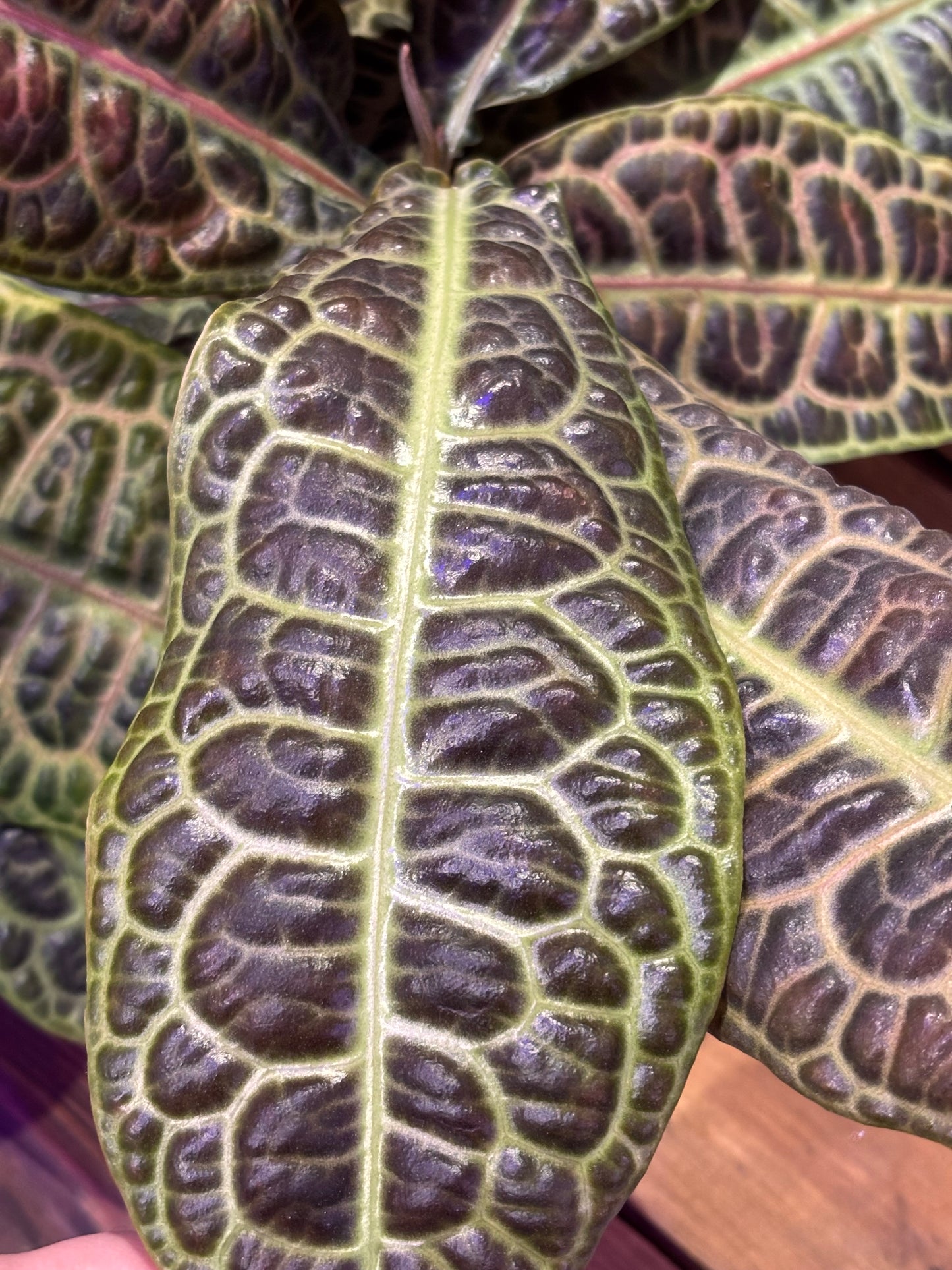 Labisia Obtusifolia Kura Kura Tortuga