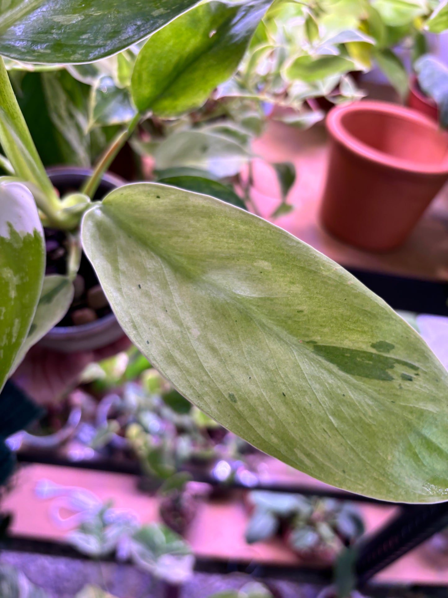 Ficus Elástica Schrijveriana