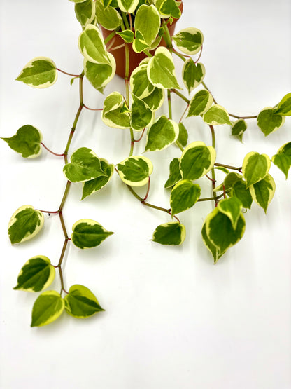 Peperomia Scandens Variegata