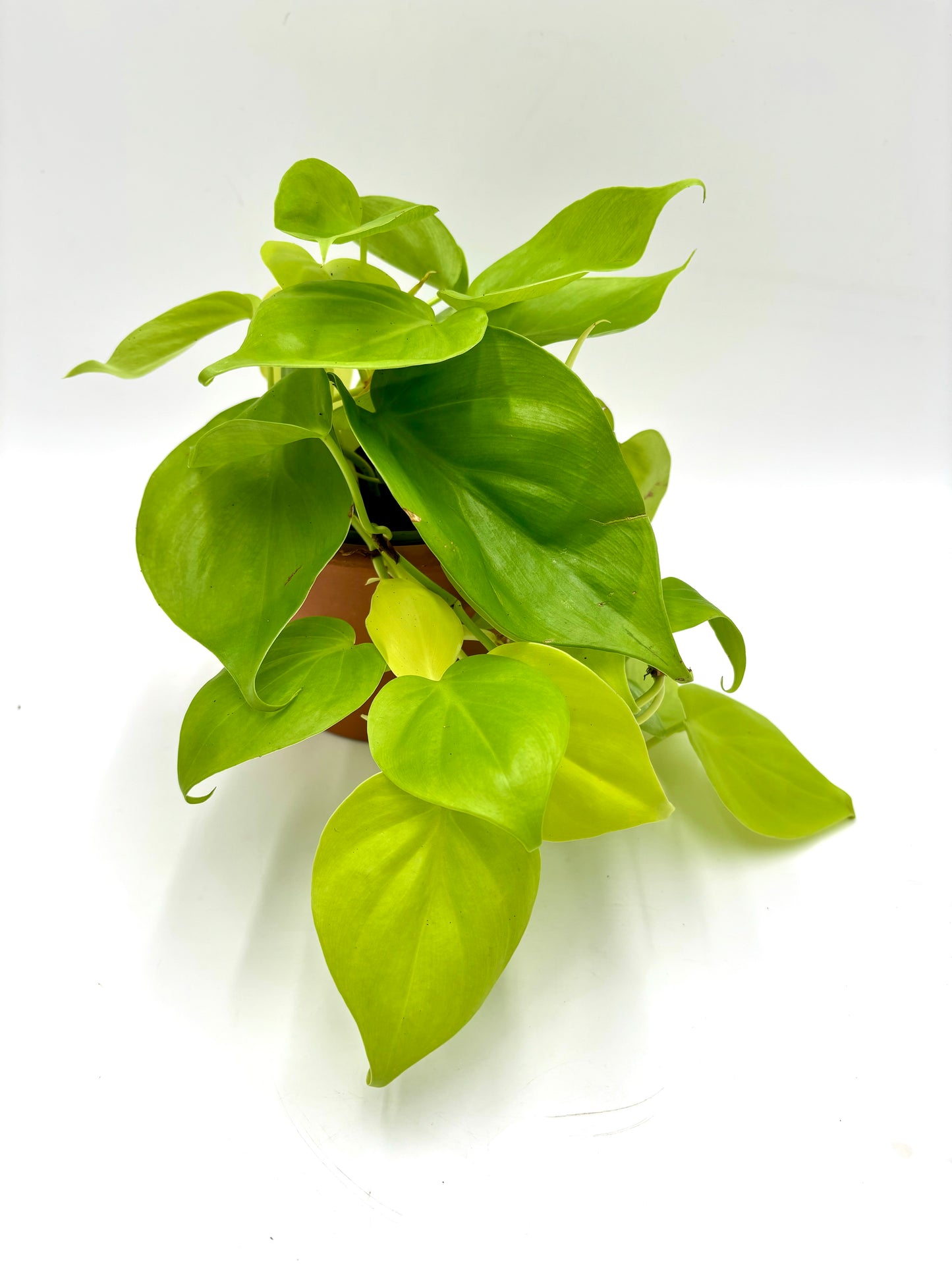 Philodendron Lemon Lime