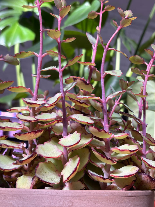 Kalanchoe Laxiflora