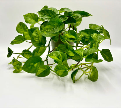 Epipremnum Pinnatum  Global Green