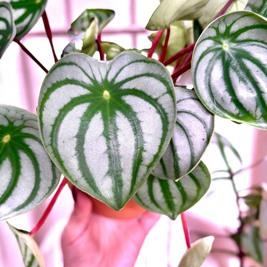 Peperomia Argyreia Watermelon