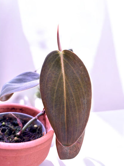 Philodendron Gigas