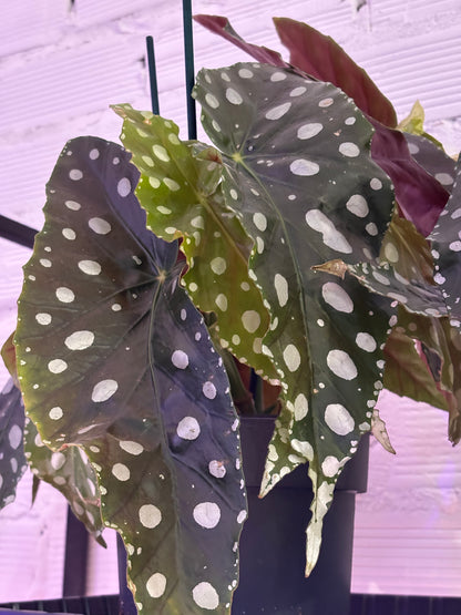 Begonia Maculata Mega Dot