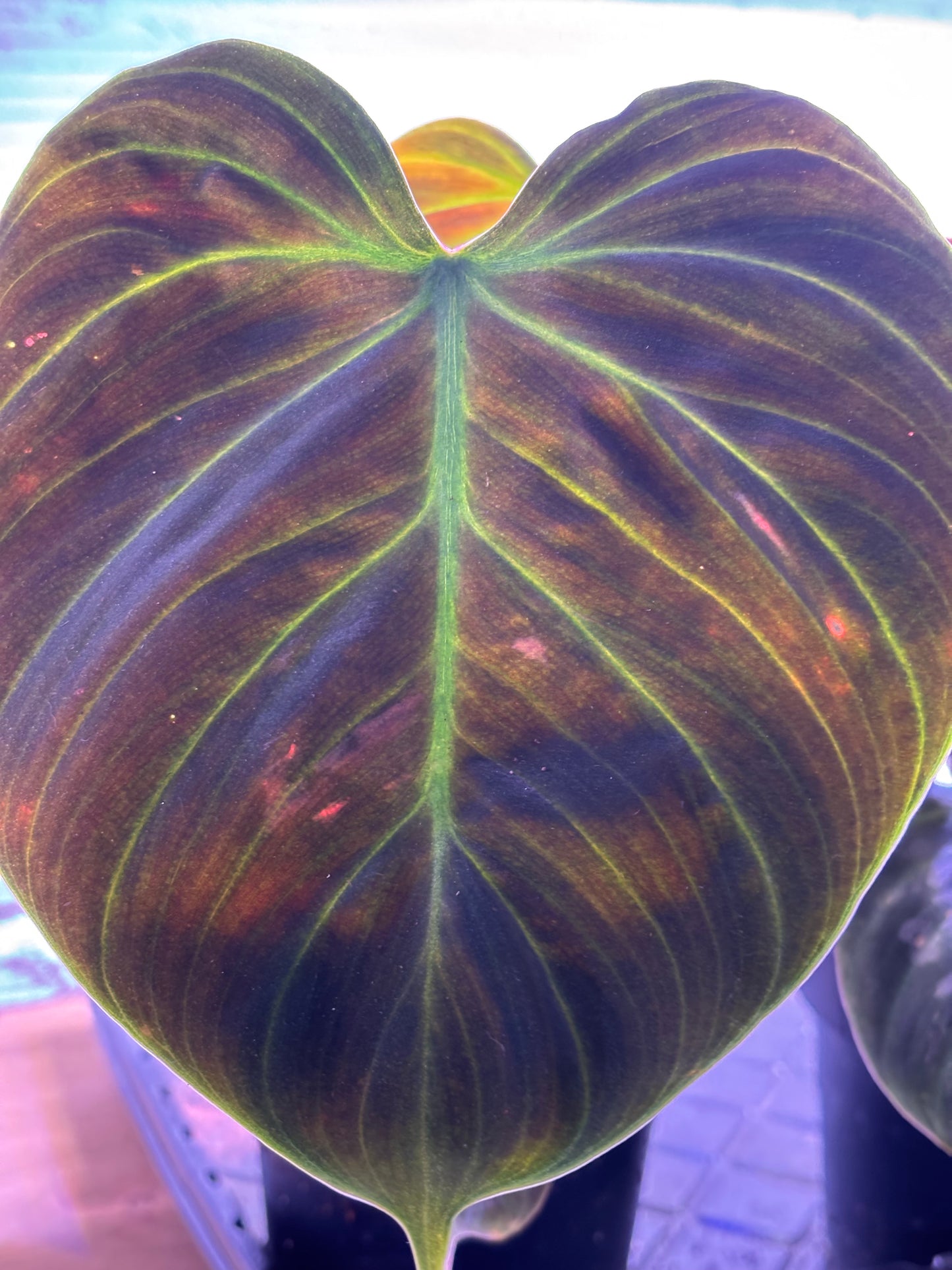 Philodendron Choco Red