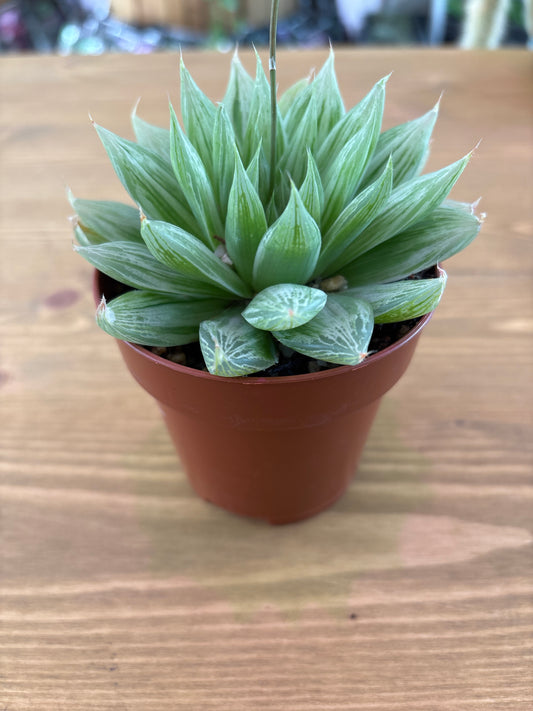 Haworthia Cymbiformis Marbella