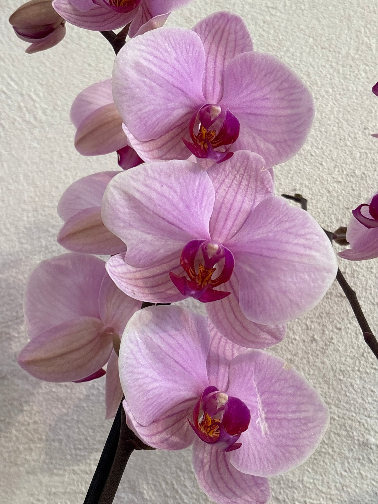 Orquídea Phalaenopsis Una Vara Flor Grande