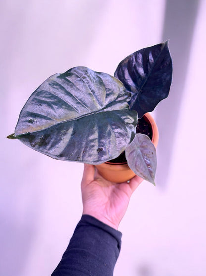 Alocasia Infernalis Black Magic