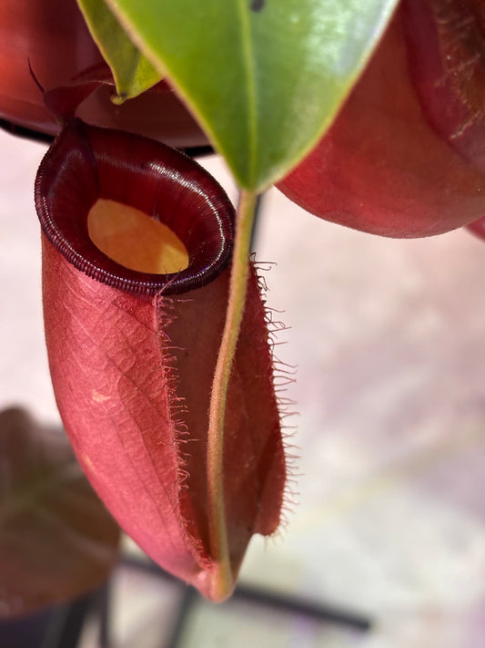 Nepenthes Monkey Jars Diana