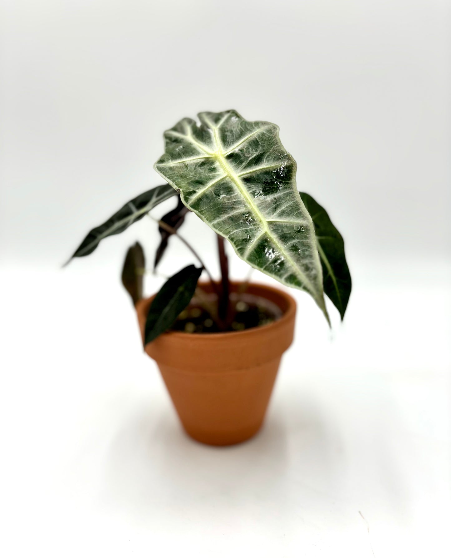 Alocasia Polly