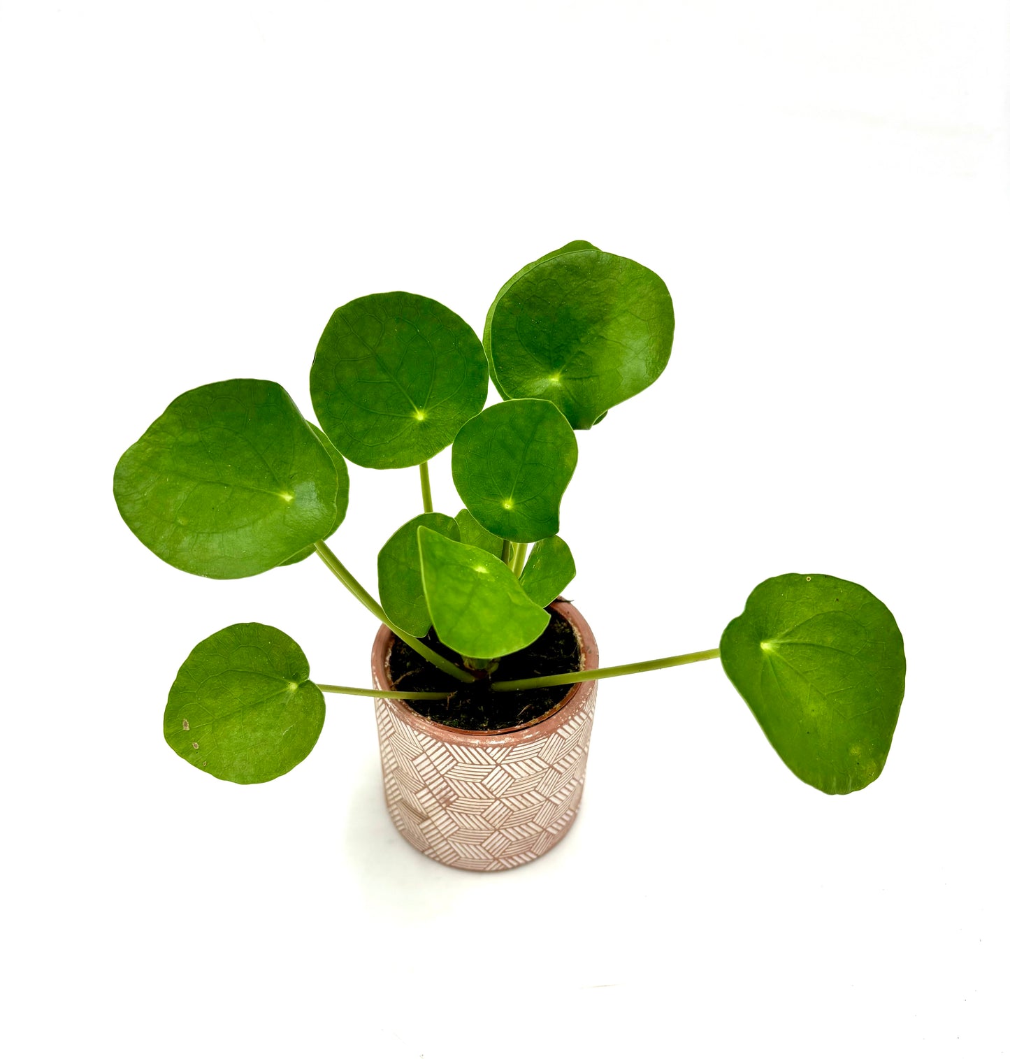 Pilea peperomioides ‘Planta del dinero china’