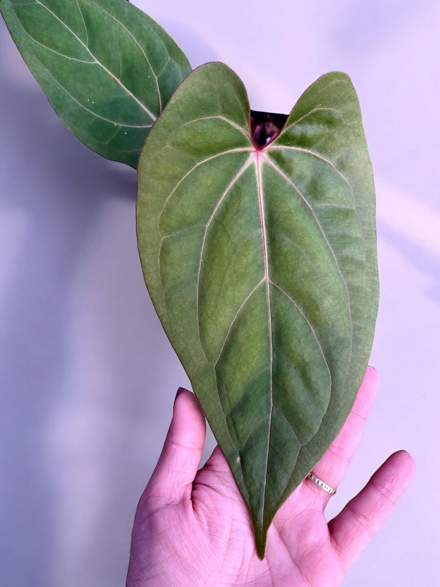 Anthurium Papillilaminum Legend X Dressleri