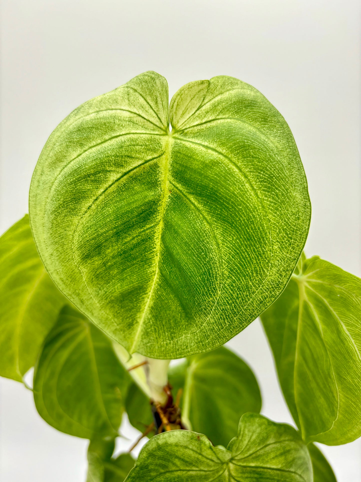 Syngonium Macrophyllum 'Frosted Heart'